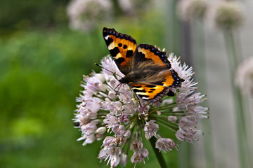 Fototapeta na wymiar Butterfly urticaria sits on flower on green background