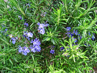 Blue flower rosemary