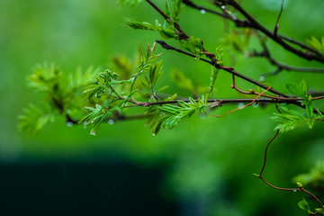 Rowan leaves close-up on the tree branch. Selective focus. Shallow depth of field.