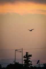 (Ciconia ciconia) stork in freedom, in natural and wild environment