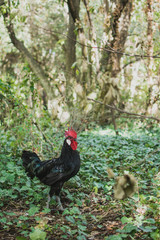 Gallo negro con cresta roja 