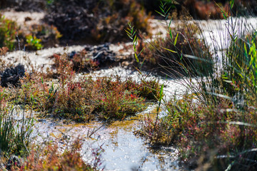 Pink salt lake near the town of Torrevieja. Alicante province. Spain
