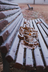 Hojas caídas en un banco, cubiertas de nieve