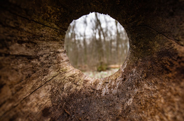 A close up view from inside the old rotten fallen tree with hollow. Almost perfect round hole. Unusual inside view of tree trunk. It is a summer sunny day. Blurred trees are visible in the background.