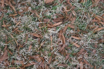 Natural background of a combination of dry grass,green grass and small brown leaves