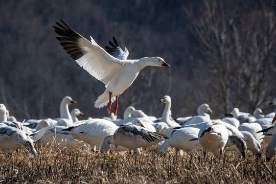 A snow goose comes in for a landing  among a flock of its peers feeding in a field