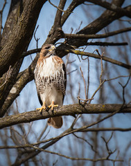 A watchful red-tailed hawk on a branch in Wyomissing Park in Berks County, PA