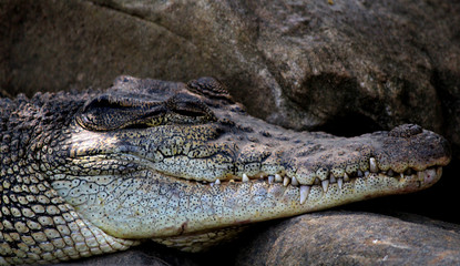 close up of an alligator