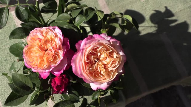 Very beautiful tea roses blooming in the home garden, 4K close-up shooting