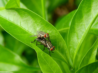 Fly ( Musca domestica ) are breeding on green leaf