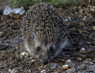 Portrait of a hedgehog on the ground
