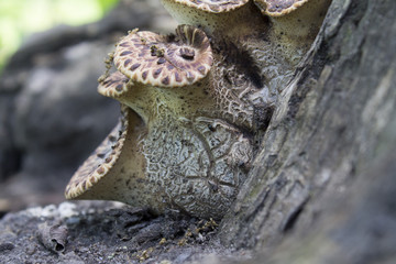 Spring mushrooms on an old stump