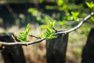 New leaves on aplle tree in the garden. Selective focus.