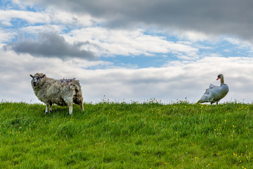 A sheep and a swan standing on a hillside in Sussex