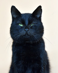 black cat in wide muzzle