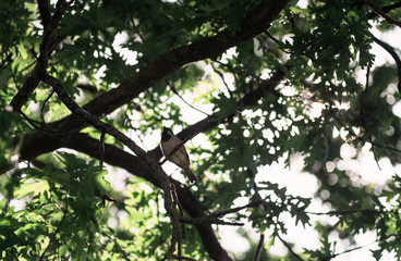 A Sparrow sits on an oak tree, a small bird on a tree branch