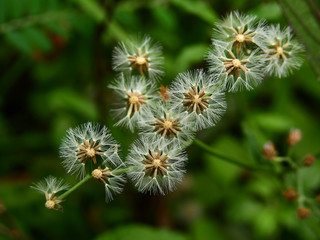 closeup flower of red tasselflower (Emilia sonchifolia)