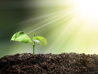 Growing growing trees with natural green background. Abstract concept.