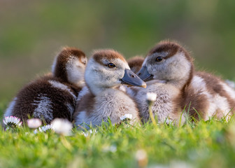 cute chicks of an egyptian goose new born babies birds in a park during spring season