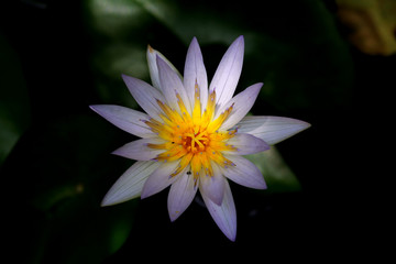 water lily flower