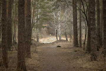 Road in forest between trees on a spring day.