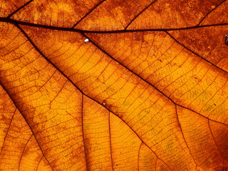 autumn brown teak leaf texture