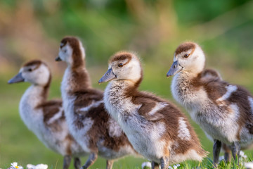 cute chicks of an egyptian goose new born babies birds in a park during spring season