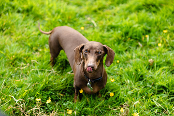 Chocolate brown sausage dog dachshund playing outside