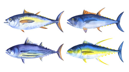 Set of watercolor fish - tuna, striped tuna, yellowfin tuna, bigeye tuna. Hand drawn illustration on white background