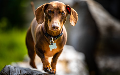 Chocolate brown sausage dog dachshund playing outside