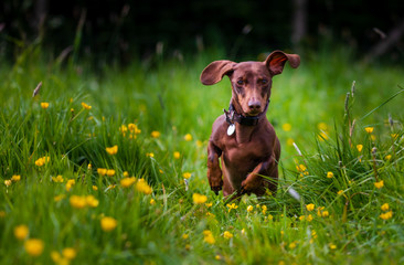 Chocolate brown sausage dog dachshund playing outside