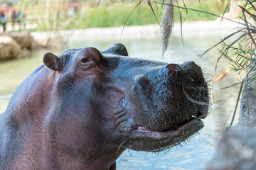 hippopotamus in water
