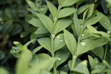 green leaves with dew drops