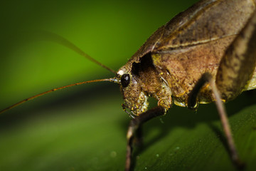 close up of a cricket bug