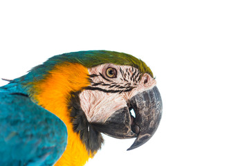 blue and yellow macaw isolated