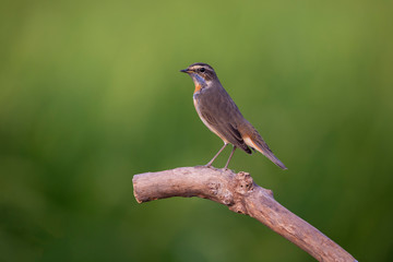 Bluethroat bird standing on a log, the neck has an orange stripe, blue stripe and alternating black stripes down to the chest with the background is a field.