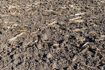 Soil with mineral fertilizer