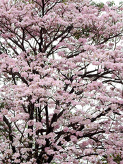 Pink trumpet tree (Tabebuia rosea), The beauty of pink flowers that are blooming in the winter