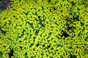 Cypress euphorbia grows in the form of a small bush.