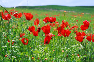 Red poppies. Grassy wild flowers growing on a background of green grass. Natural background.