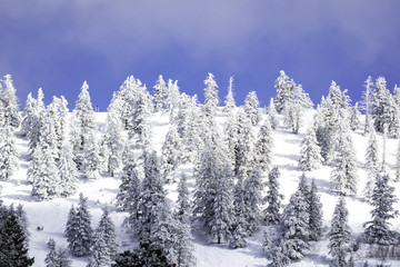 Obraz premium Snow covered pine trees on the background of mountain peaks. Panoramic view of a snowy winter landscape. Magnificent and silent sunny day.