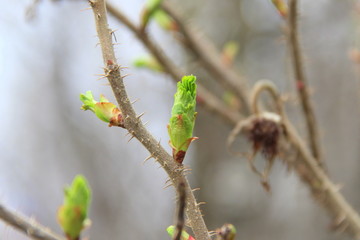 A brown branch of a bush with swelling buds. Young green buds. Small blooming leaves on a tree.