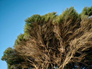 Close-up view of manuka tree canopy with green leaves and dry twigs