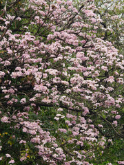 Obraz premium Pink trumpet tree (Tabebuia rosea), The beauty of pink flowers that are blooming at season