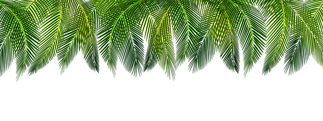 Tropical Various shapes of green palm leaves on top of a picture. Place for advertisement, announcement. illustration