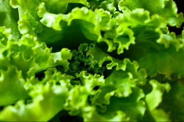 Macro photo of the green salad,top view. Texture background from the fresh lettuce green salad. Close up photography.