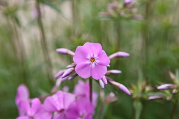 한국 경기도 시흥시 시흥생태공원 입니다