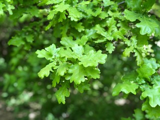 Fototapeta na wymiar Fresh green oak tree leaves. Natural photo with selective focus