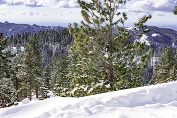 Snow covered pine trees on the background of mountain peaks. Panoramic view of a snowy winter landscape. Magnificent and silent sunny day.