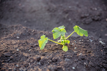 A small green sprout grows in the garden, seedlings in the ground, a zucchini leaf in the garden, close-up